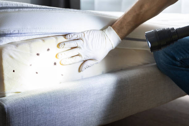 Best Wasp Removal Services  in Huntley, IL