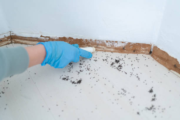 Best Bed Bug Extermination  in Huntley, IL